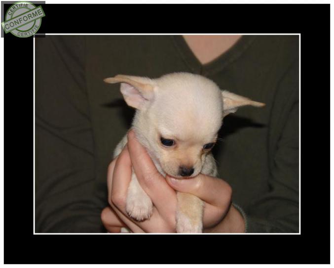 Chihuahua de 3 mois à donner à Marin